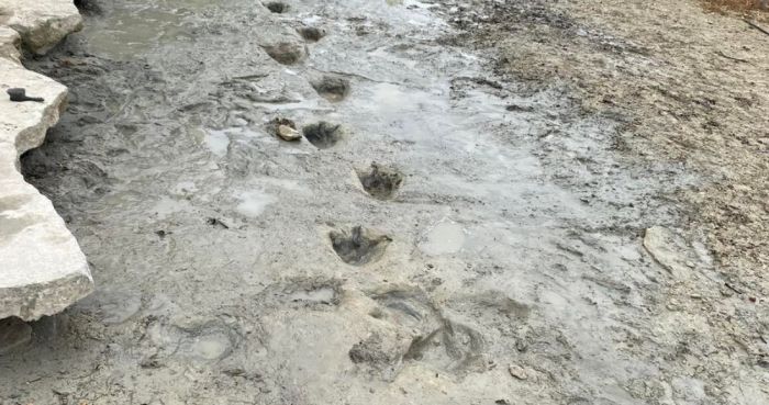 El Parque Estatal Dinosaur Valley en Texas reveló el hallazgo de huellas de dinosaurios de hace unos 113 millones de años, luego de las severas condiciones de sequía que secaron un río.