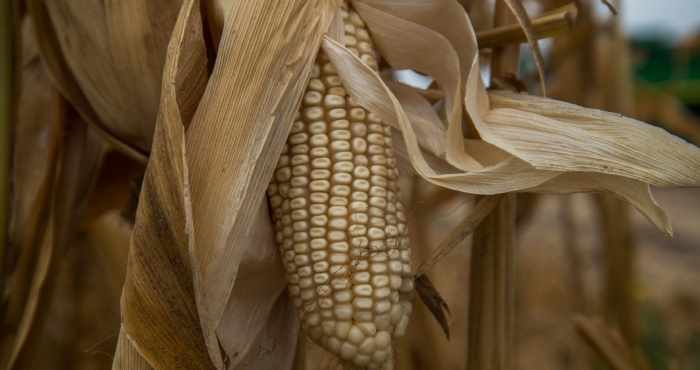 Producción de maíz libre de agroquímicos y de glifosato que se implementa en Culiacán.